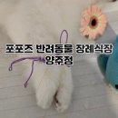 포포즈반려동물장례식장양주점