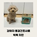 빅독 | 강아지 동결건조사료 빅독치킨 내돈내산 후기