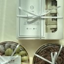 보화1로1 | [성남/모란 수제 떡공방] 백일떡 보화떡집 100일 백일 상차림 세트 후기 (+가격, 구성, 할인 꿀팁!)