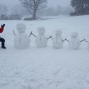 대관령 사파리 목장 이미지