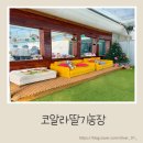 써니농장 | 아이랑 가기 좋은 파주 딸기체험｜코알라딸기농장 내돈내산 후기