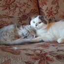 애정그루밍 이미지