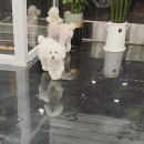 겨우리애견 네이버블로그