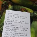 제주 초당옥수수 오늘 발송드려요. 이미지