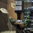 우리복어 이미지