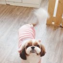 남뽕애견샵 이미지