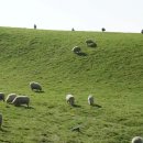 풍전목장 이미지