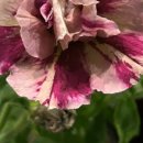 (주)하나마이 이미지