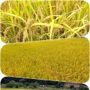 석곡 노루목 이미지