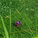 우포1대로 이미지