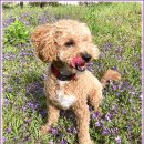 아이조아 요양보호소 경기광주 | 군포강아지파양 난처한 상황이시죠