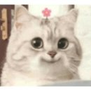 카츠냥
