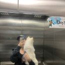 대반초교 | 광주애견유치원 마마스미독 펜트하우스 광산점 다녀온 후기