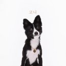 코니사진관 이미지