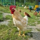 대간물농장 이미지