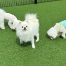 멍크라운 이미지