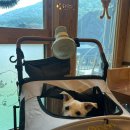 평양닭갈비 | 내돈내산 가평 드라이브 애견동반 평양냉면 닭갈비 맛집 하나로마트 추천