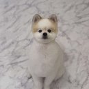 엠에스그루밍 이미지