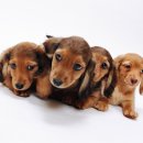 댕댕이# 이미지