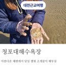 36 | 태안 청포대 해수욕장 별주부마을 당일텐트 취사가능 조개잡이 해루질 현실후기