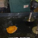 유진씨앗호떡
