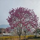 대가미공원_노인복지회관 | 창녕 만년교 폭포수 같은 수양벚꽃 명소 인생사진