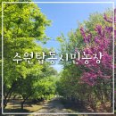 수민농장 | 수원 탑동 가볼 만한 곳 도심 속 여유로움을 만끽하고 싶은 날 수원탑동시민농장 방문 추천