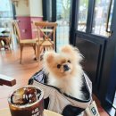 올댓커피 운정점 | 파주 운정신도시애견동반카페 올댓커피