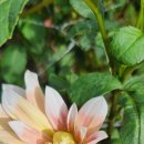 다알리아 - 부천시 원미구 부일로460번길 5 | 다알리아