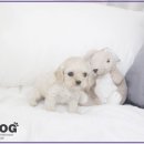 강아지,반하다 이미지