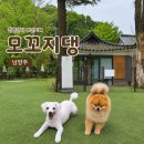 남양주 애견카페 모꼬지댕 내돈내산 후기 (소형견존 / 대형견존)