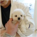 인천강아지분양 홍스퍼피 본점 이미지