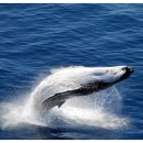 고래의 꿈 이미지