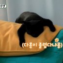 [미우새] 완전 강아지같은 박수홍네 고양이.gif 이미지