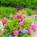 장미정원 이미지