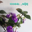 퍼플퀸