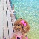 탑동물병원 이미지