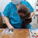 에버펫동물병원 이미지