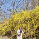 개나리길 이미지