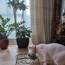 오묘 고양이카페호텔미용 | 대구고양이무마취미용/만복이 첫 무마취미용 후기 대명동 오묘고양이카페호텔미용