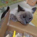 야미야미 이미지