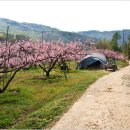 복사꽃피는마을 이미지