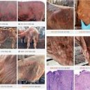 인수공통감염병 한국 광우병 국내 소 럼피스킨병 뜻 사람 감염 가능? 이미지