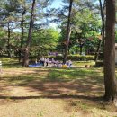 백운산 솔밭 앞 이미지