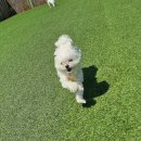 둔포애견 이미지