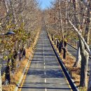 청주가로수길 이미지