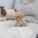 퍼피메이트 안심분양센터 동탄 강아지분양 이미지