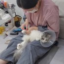 고양이무마취미용 묘갱살롱 이미지