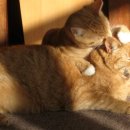 애정그루밍 이미지