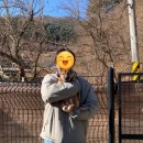 시바견 전문 가도켄넬 | 대구시바견분양 후기 | 시바견브리더 가도켄넬 | 씨유어게인 룽지